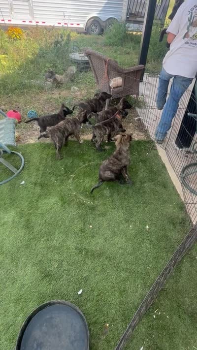 AKC Keno , a male Dutch Shepherd for sale in Hastings, MN – 7 of 9