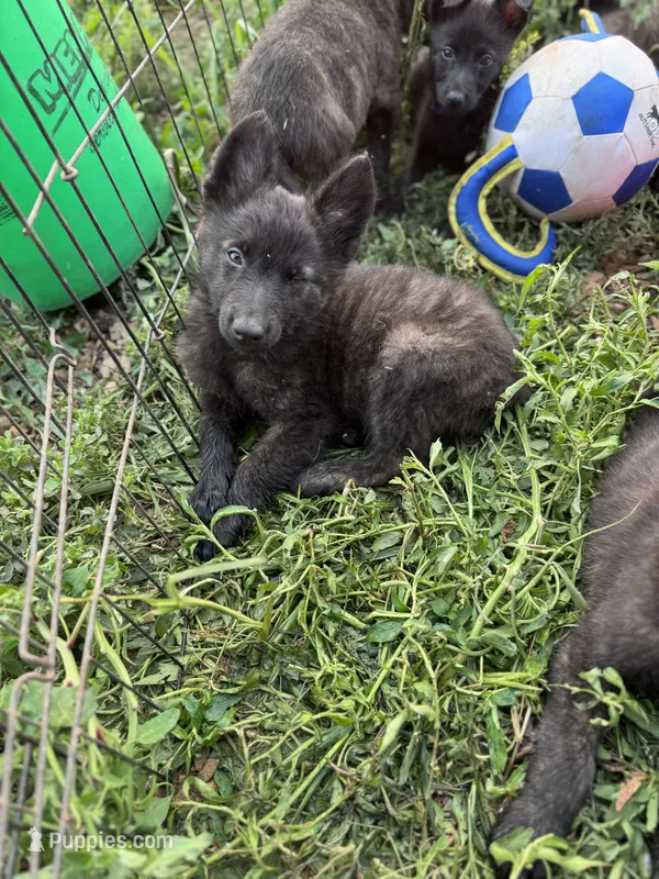 AKC katie  – Dutch Shepherd puppy for sale in Hastings, MN