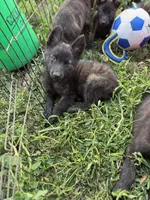 AKC katie , a female Dutch Shepherd for sale in Hastings, MN – 1 of 7