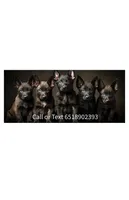 Registered Dutch F pink , a female Dutch Shepherd for sale in Hastings, MN – 3 of 3