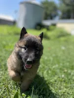 Dill , a male Belgian Tervuren for sale in Hastings, MN – 5 of 6