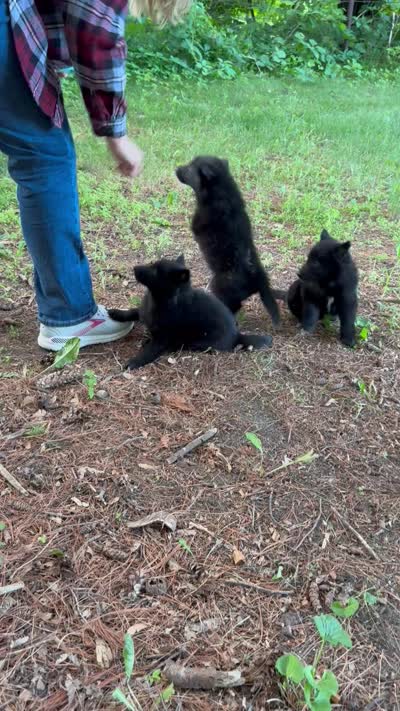 Green boy , a male Belgian Sheepdog for sale in Hastings, MN – 9 of 10