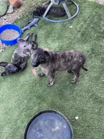 AKC Nugget, a male Dutch Shepherd for sale in Hastings, MN – 2 of 4