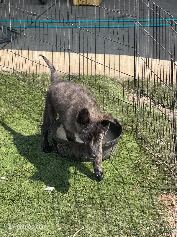 AKC Nugget – Dutch Shepherd puppy for sale in Hastings, MN