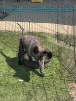 AKC Nugget, a male Dutch Shepherd for sale in Hastings, MN – 1 of 4