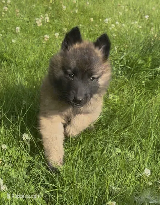 Dill , a male Belgian Tervuren for sale in Hastings, MN – 1 of 6
