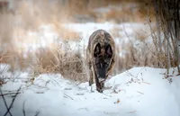 Reba - , a female Dutch Shepherd for sale in Hastings, MN – 6 of 7