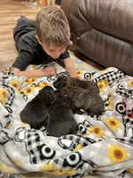 Blue boy  M3 , a male Dutch Shepherd for sale in Hastings, MN – 1 of 4