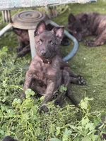 AKC Keno , a male Dutch Shepherd for sale in Hastings, MN – 2 of 4