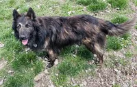 Blue boy  M3 , a male Dutch Shepherd for sale in Hastings, MN – 2 of 4