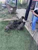 AKC Keno , a male Dutch Shepherd for sale in Hastings, MN – 9 of 9