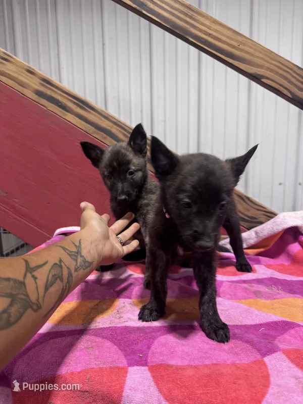 Reba -  – Dutch Shepherd puppy for sale in Hastings, MN