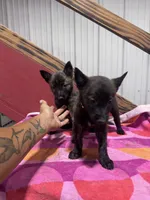 Reba - , a female Dutch Shepherd for sale in Hastings, MN – 1 of 7