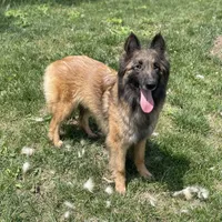 Dill , a male Belgian Tervuren for sale in Hastings, MN – 6 of 6