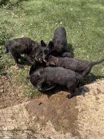 AKC katie , a female Dutch Shepherd for sale in Hastings, MN – 2 of 7