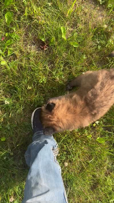 Dayna , a female Belgian Tervuren for sale in Hastings, MN – 6 of 6