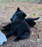 Green boy , a male Belgian Sheepdog for sale in Hastings, MN – 2 of 10