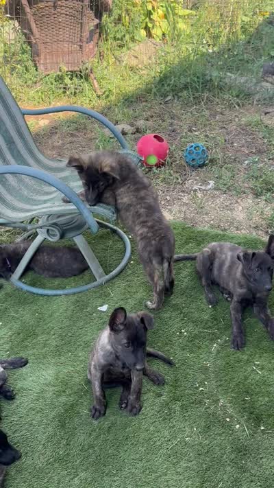 AKC Nugget, a male Dutch Shepherd for sale in Hastings, MN – 4 of 4