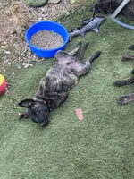 AKC Keno , a male Dutch Shepherd for sale in Hastings, MN – 6 of 9