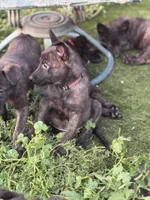AKC Keno , a male Dutch Shepherd for sale in Hastings, MN – 3 of 4
