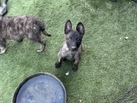 AKC Keno , a male Dutch Shepherd for sale in Hastings, MN – 8 of 9