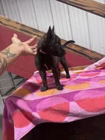 Reba - , a female Dutch Shepherd for sale in Hastings, MN – 2 of 7
