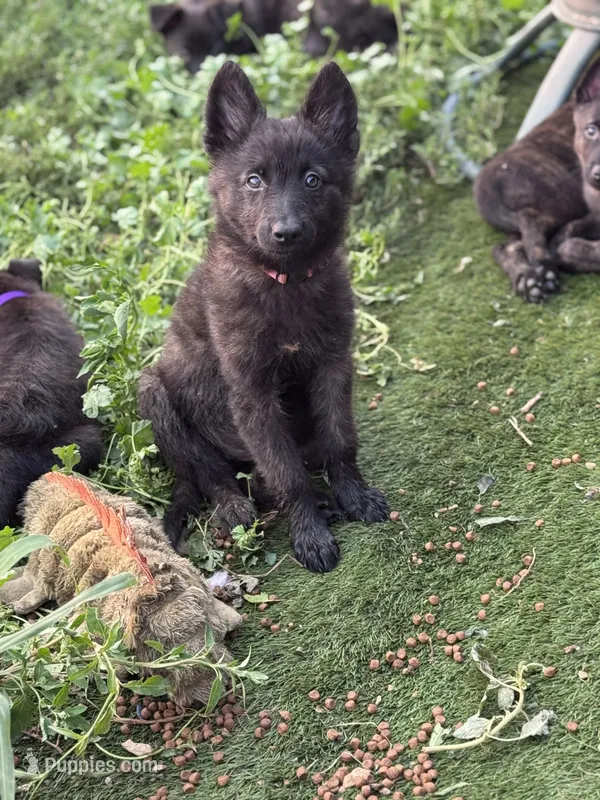 AKC Kiara  – Dutch Shepherd puppy for sale in Hastings, MN