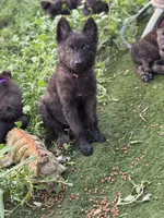AKC Kiara , a female Dutch Shepherd for sale in Hastings, MN – 1 of 6