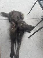 AKC Kiara , a female Dutch Shepherd for sale in Hastings, MN – 4 of 6