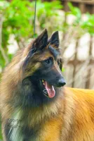 Dayna , a female Belgian Tervuren for sale in Hastings, MN – 2 of 6