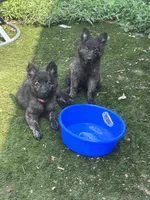 AKC Kiara , a female Dutch Shepherd for sale in Hastings, MN – 2 of 6
