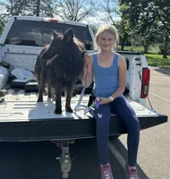 AKC katie , a female Dutch Shepherd for sale in Hastings, MN – 4 of 7