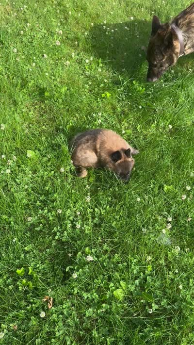 Dayna , a female Belgian Tervuren for sale in Hastings, MN – 5 of 6