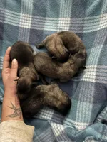 processed/02d75a6d-e801-4e77-af59-c184e5f8c90e/listing/93d1c57d-2b90-4b82-b682-bde0d7536dde/159efa79-9150-4253-b107-f5e4f015f471