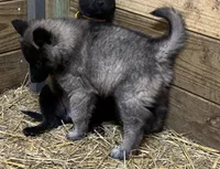 AKC Grey terv boy, a male Belgian Tervuren for sale in Hastings, MN – Photo 5 of 7