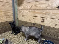 AKC Grey terv boy, a male Belgian Tervuren for sale in Hastings, MN – Photo 7 of 7