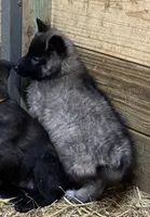 AKC Grey terv boy, a male Belgian Tervuren for sale in Hastings, MN – Photo 4 of 7