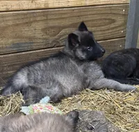 AKC Grey terv boy, a male Belgian Tervuren for sale in Hastings, MN – Photo 6 of 7