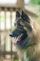 Dayna , a female Belgian Tervuren for sale in Hastings, MN – 3 of 6