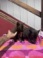 Reba - , a female Dutch Shepherd for sale in Hastings, MN – 3 of 7