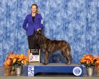 AKC katie , a female Dutch Shepherd for sale in Hastings, MN – 7 of 7