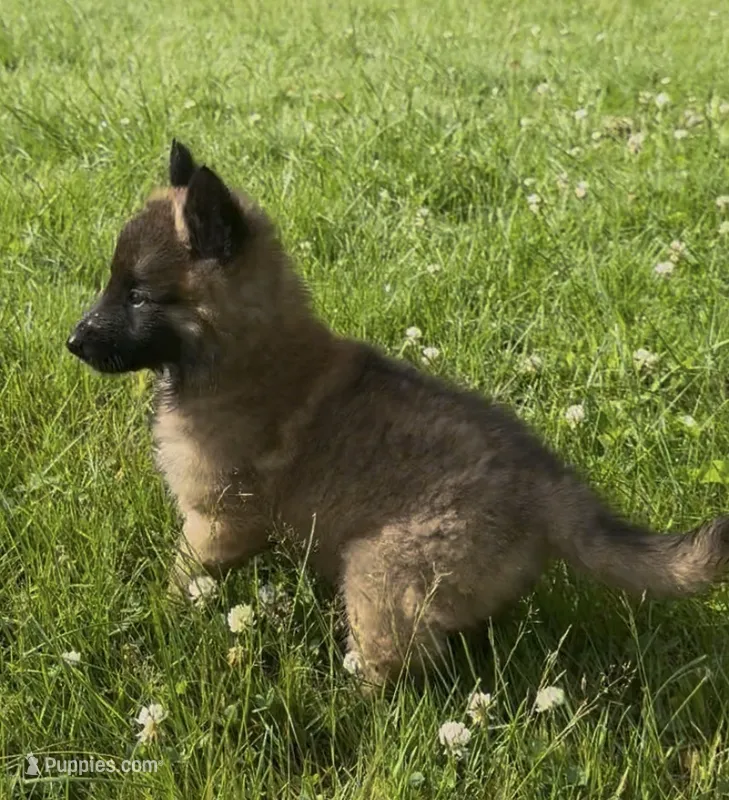 Dayna  – Belgian Tervuren puppy for sale in Hastings, MN