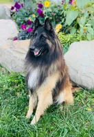 Dill , a male Belgian Tervuren for sale in Hastings, MN – 4 of 6
