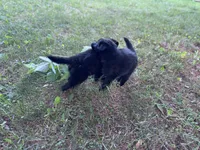 Green boy , a male Belgian Sheepdog for sale in Hastings, MN – 3 of 10