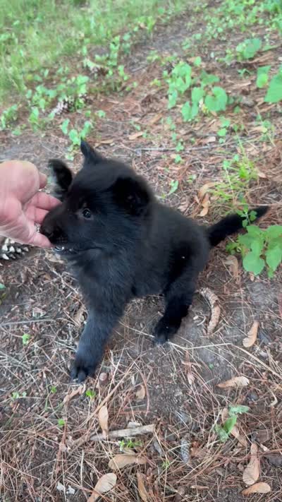 Green boy , a male Belgian Sheepdog for sale in Hastings, MN – 5 of 10