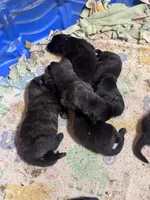 Registered Dutch boy , a female Dutch Shepherd for sale in Hastings, MN – 1 of 6
