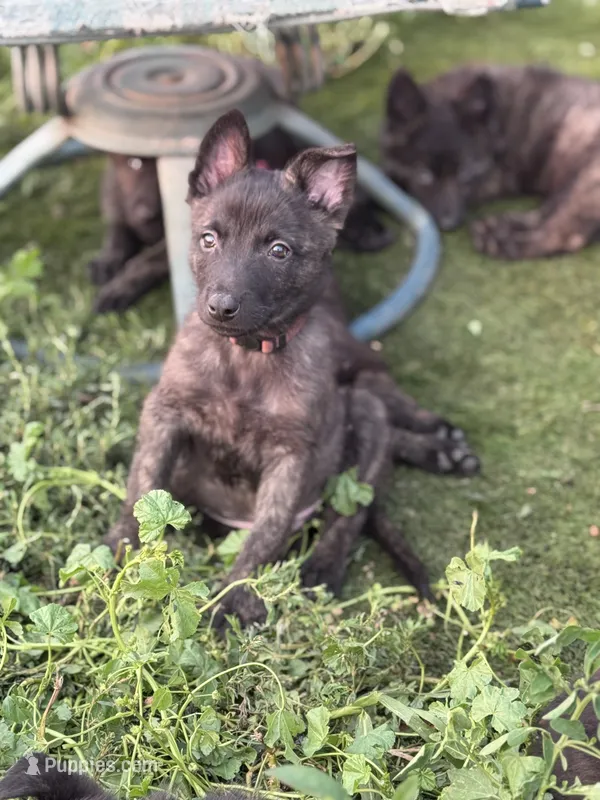 AKC Keno  – Dutch Shepherd puppy for sale in Hastings, MN