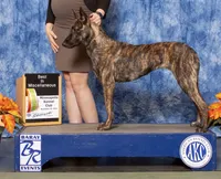 Reba - , a female Dutch Shepherd for sale in Hastings, MN – 7 of 7