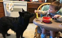 Green boy , a male Belgian Sheepdog for sale in Hastings, MN – 4 of 10