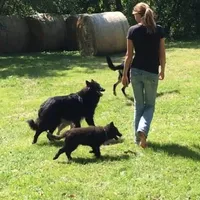 Green boy , a male Belgian Sheepdog for sale in Hastings, MN – 10 of 10